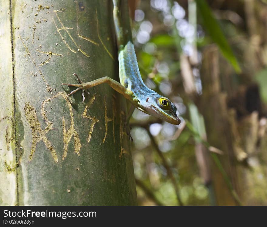 Green lizard reptile alert on tree with graffiti. Green lizard reptile alert on tree with graffiti