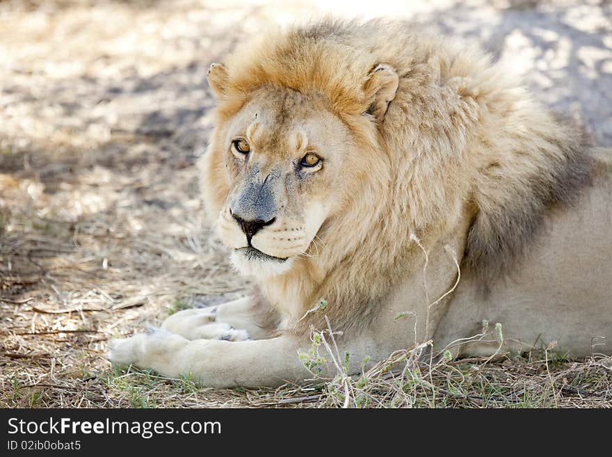 Alert lion watches from the shade - landscape exterior