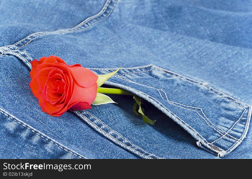 Red rose looks out of pocket jeans dark blue colour. Red rose looks out of pocket jeans dark blue colour