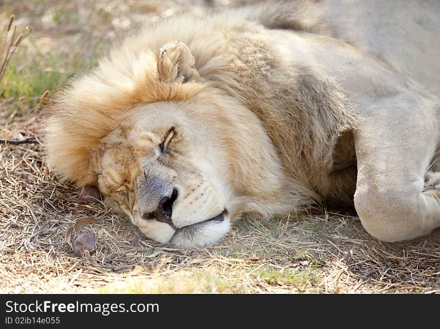 Tired lion dozes in the cool shade - landscape exterior