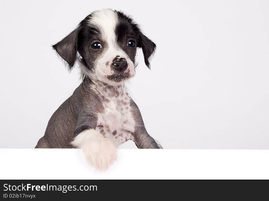 Puppy of chinese crested dog