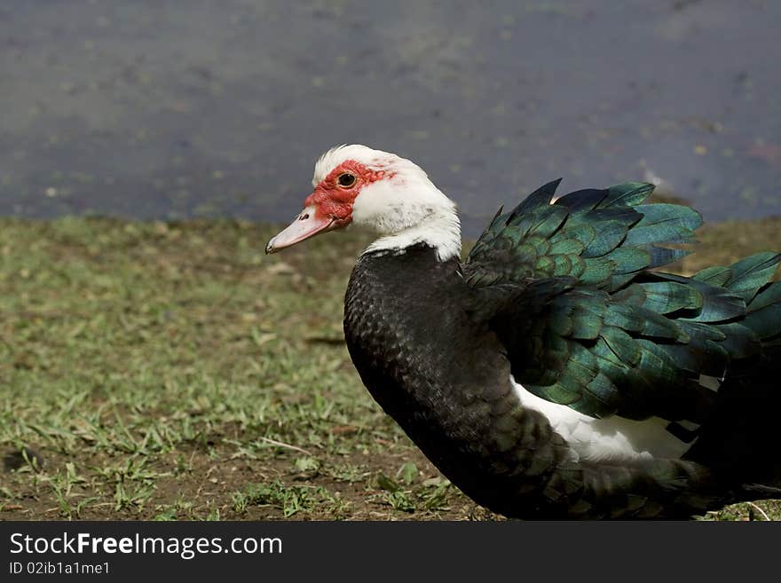 Ugly Duck On Grass By Water