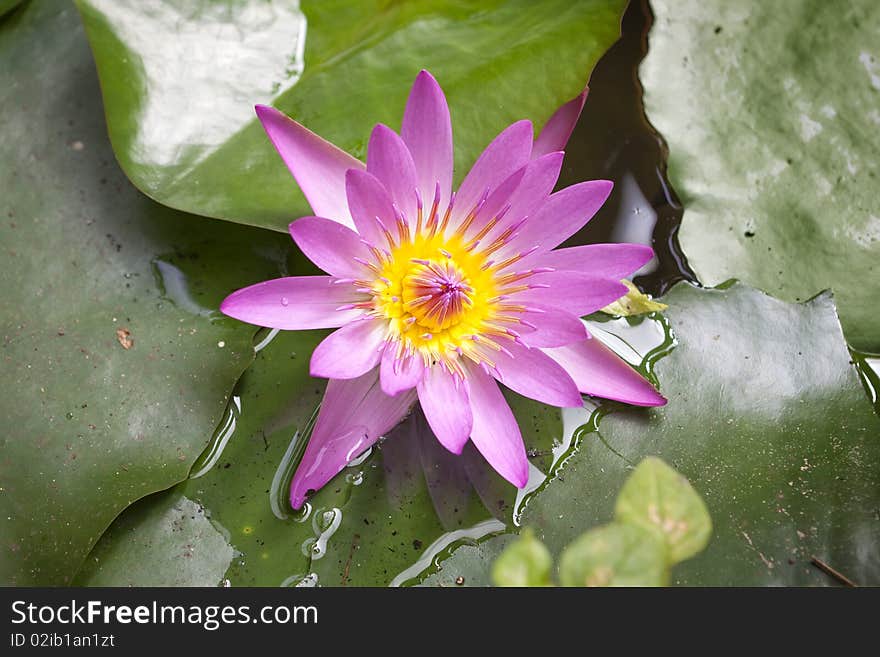 Water Lily Blooms In Pond