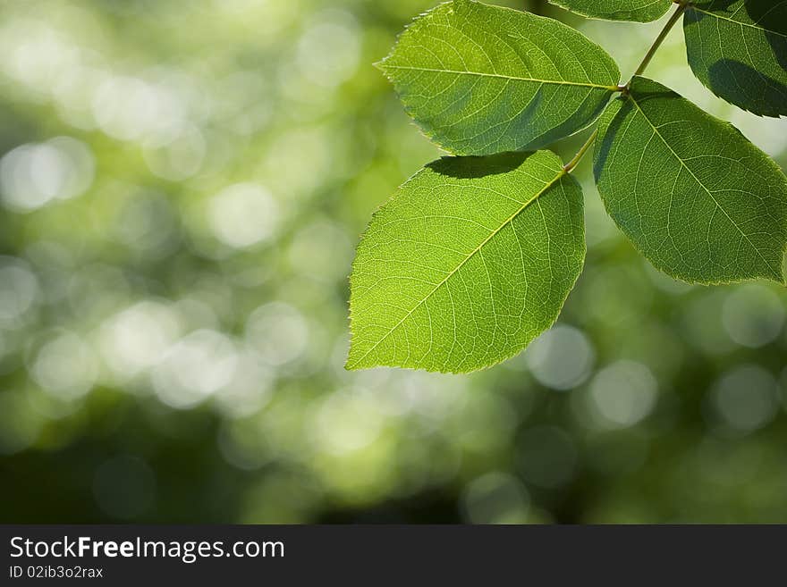 Beautifu Detailed Green Leaves