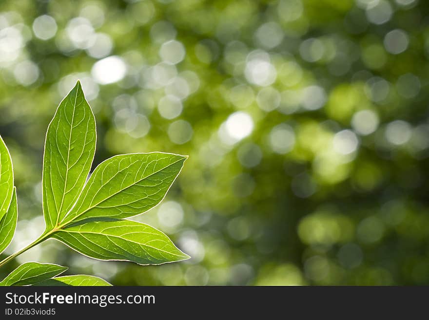 Beautiful green leaves on green and white background. Beautiful green leaves on green and white background