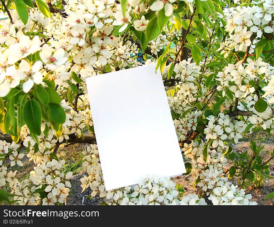 Card Against Flowers Of A Wild Pear