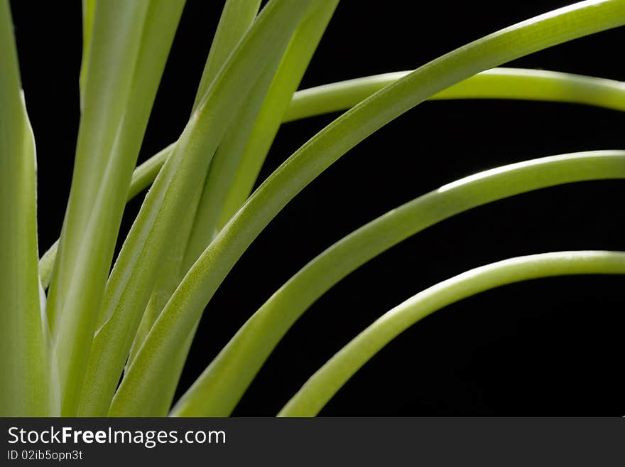 Closeup of plant stems