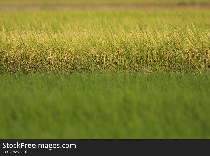 A different tone of  farmed rice regarding to two different farming phases. A different tone of  farmed rice regarding to two different farming phases.