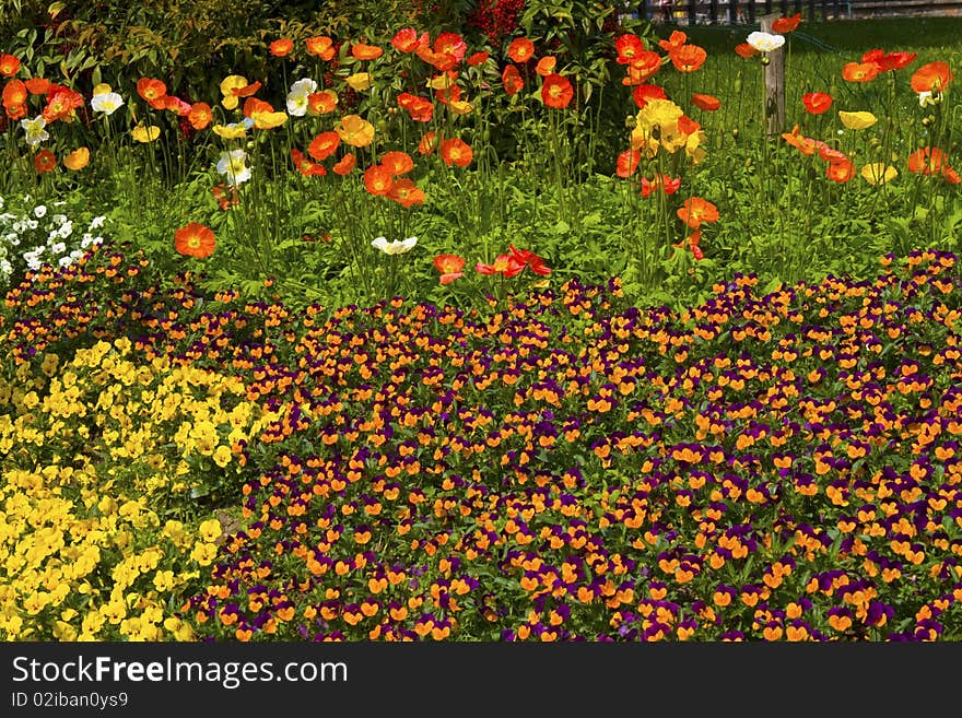 Flowerbed full of colorful flowers