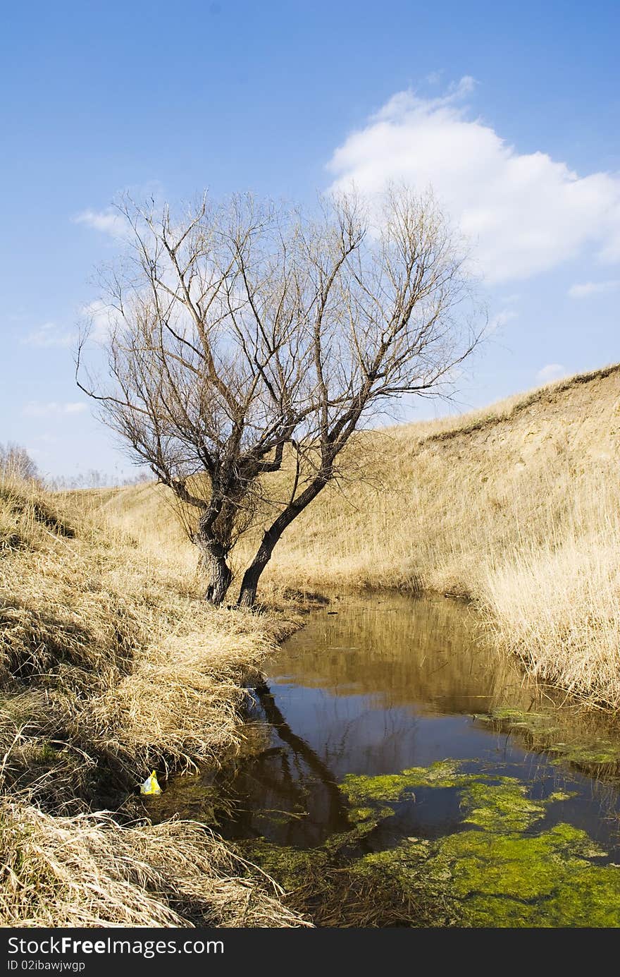 Tree beside picturesque riverside Irtysh, siberia. Tree beside picturesque riverside Irtysh, siberia