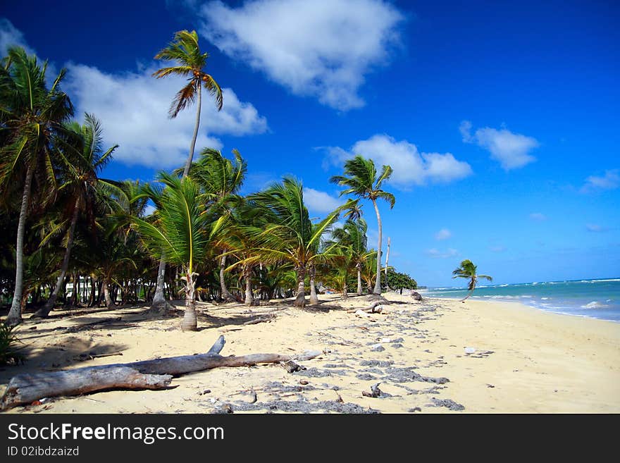 Palm forest on caribbean beach with white sand, Dominican Republic