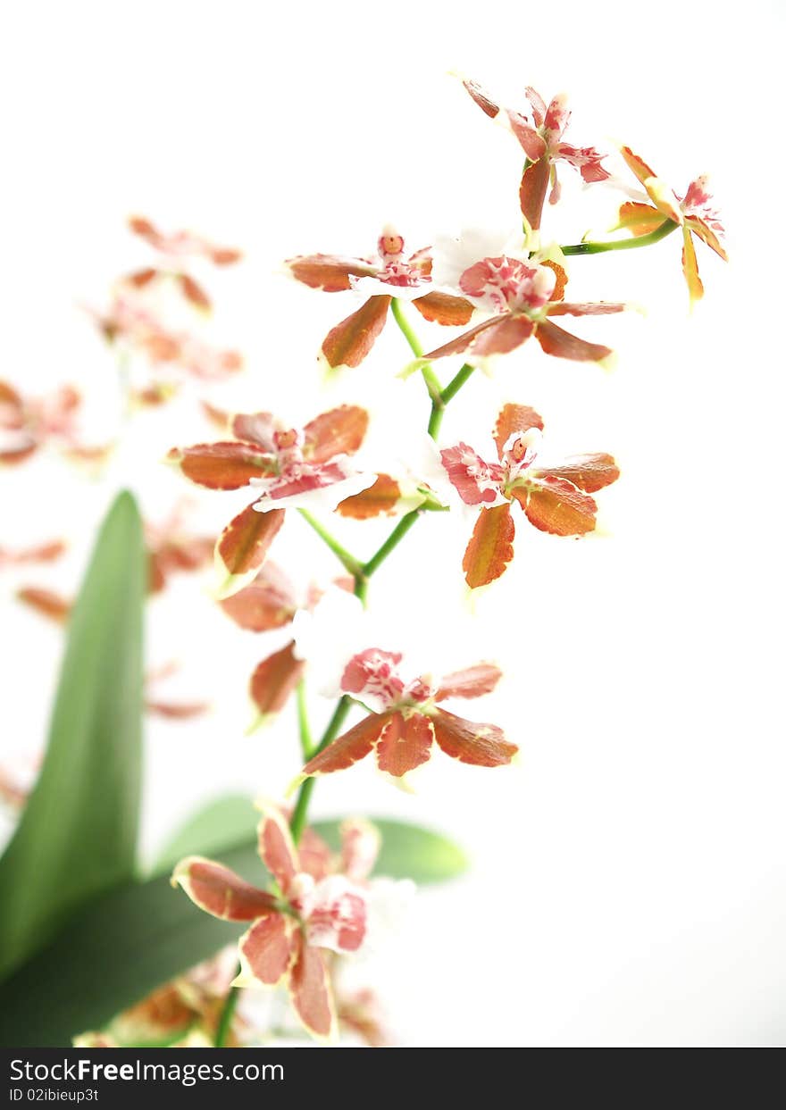 Blooming oncidium