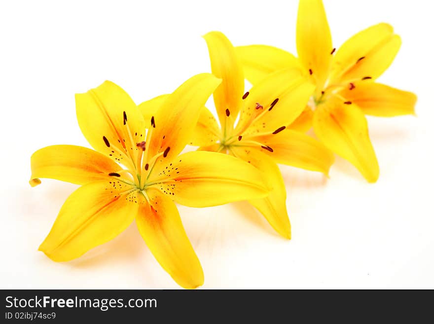 Yellow lilies