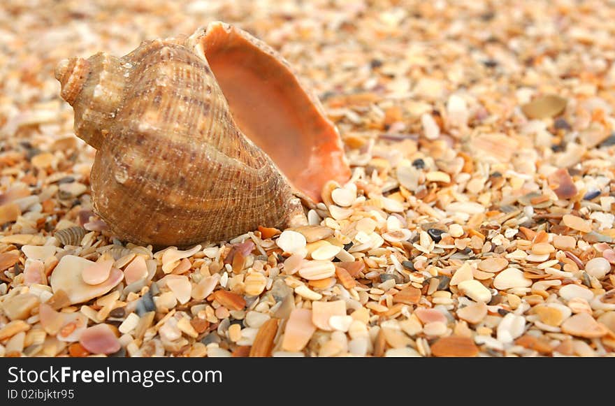 Cockleshell on sea sand macro