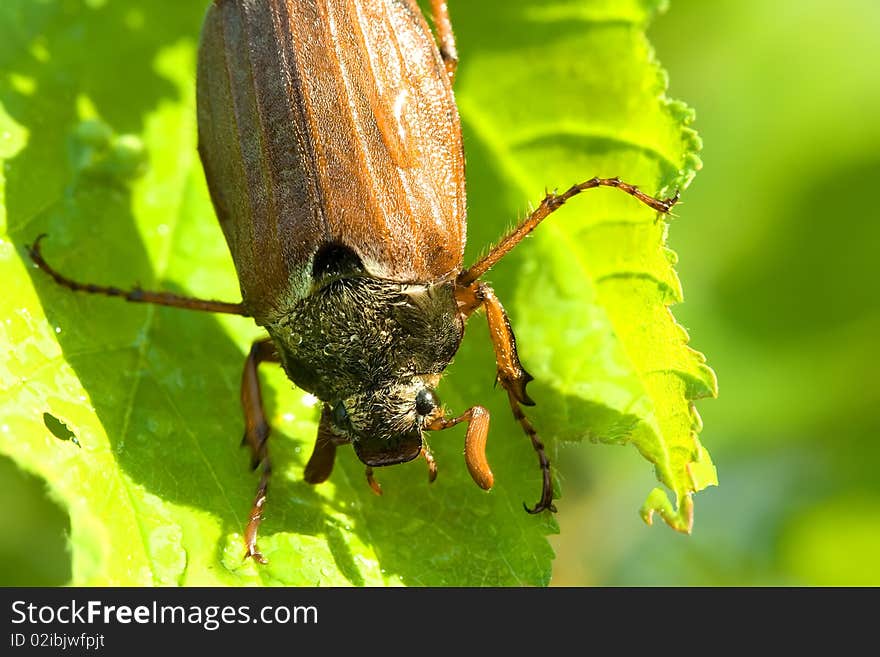 Leaf  flora  color  fauna macro beetle insect yellow summer nature