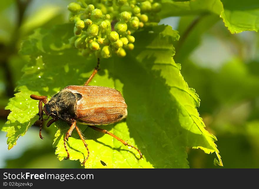 Leaf  flora  color  fauna macro beetle insect yellow summer nature