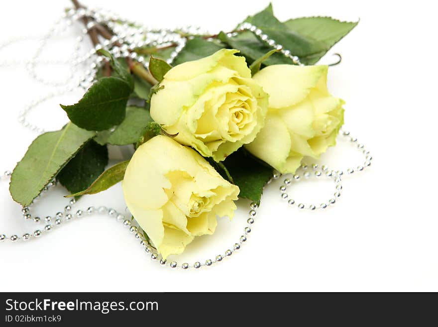 Yellow roses on a white background