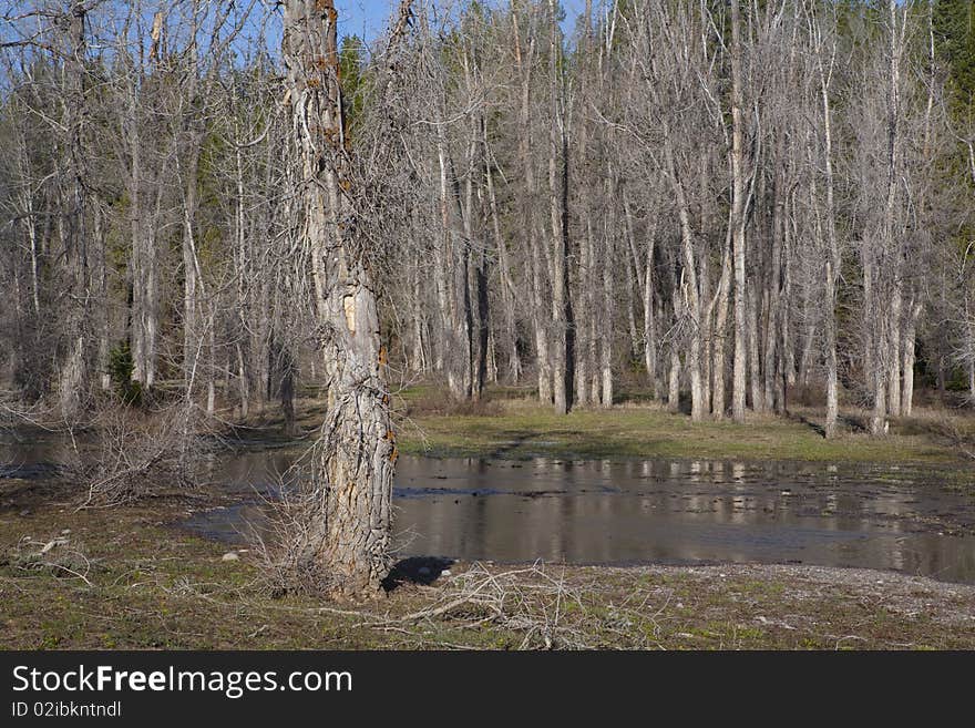 Nice trees near a river in the national park of Yellowstone, Wyoming. Nice trees near a river in the national park of Yellowstone, Wyoming