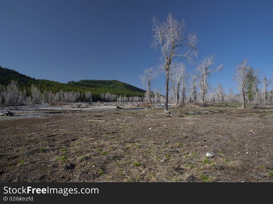 Trees before spring near a river in the national park of Yellowstone, Wyoming