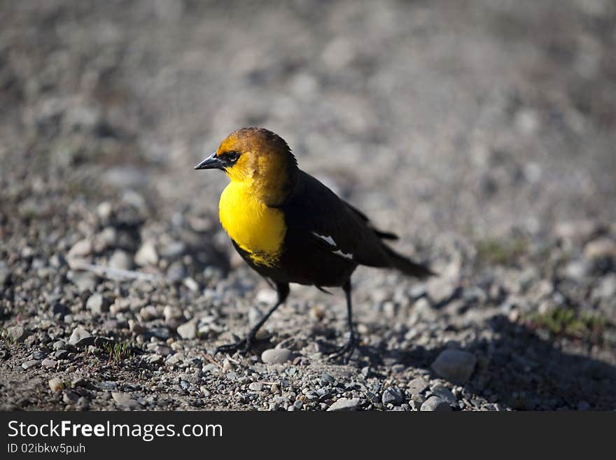 Yellow-headed Blackbird in the park of Yellowstone, Wyoming. Yellow-headed Blackbird in the park of Yellowstone, Wyoming