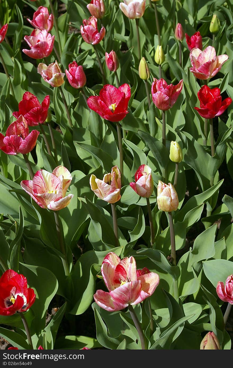 Pink tulips flowerbed.