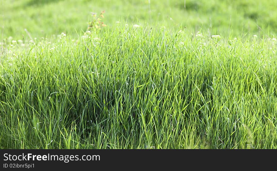 Fresh green grass