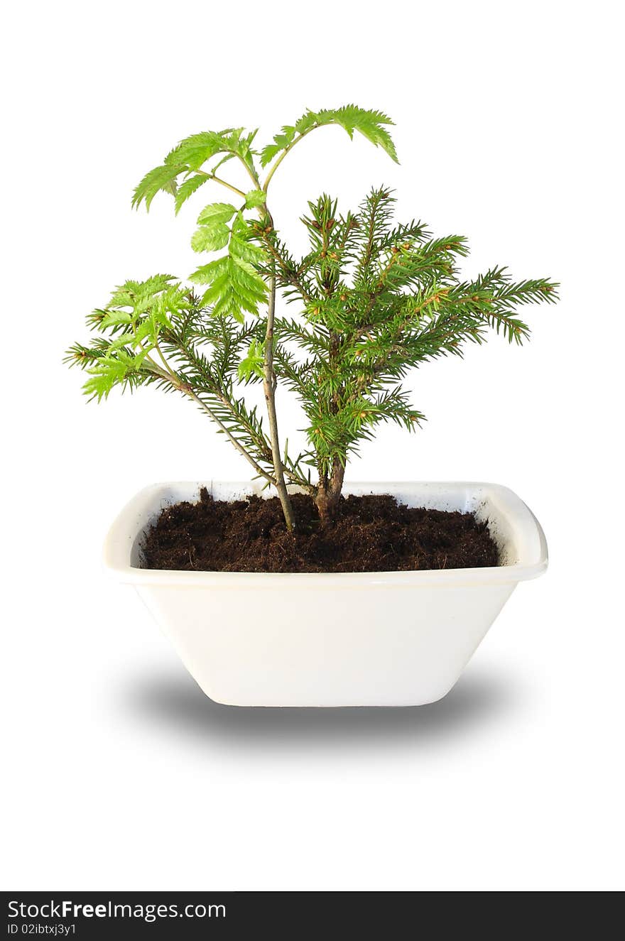 Small tree isolated on white background