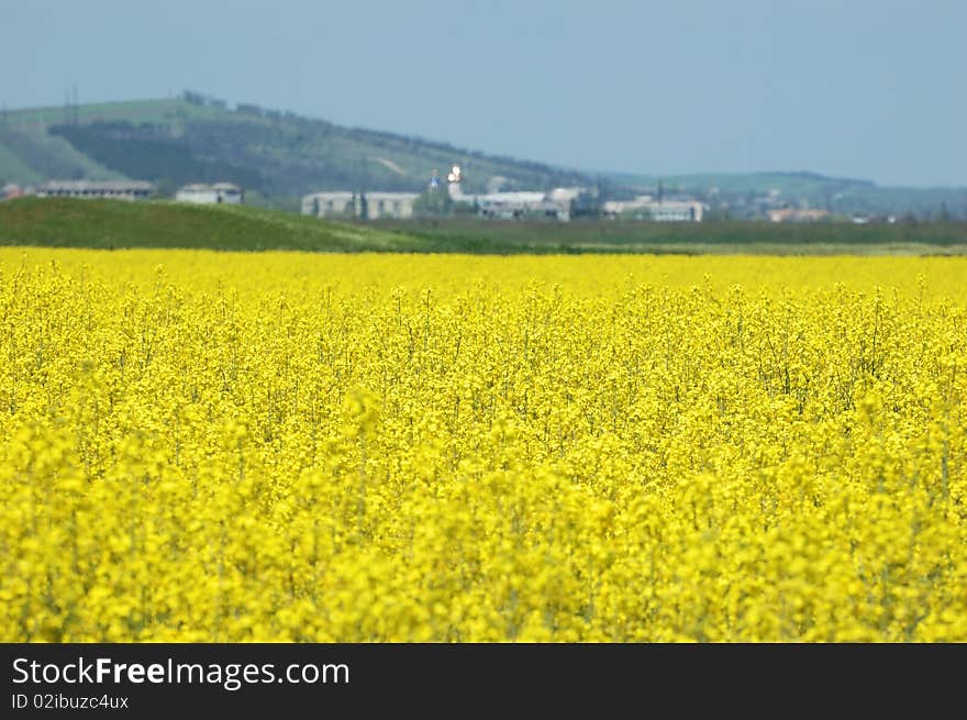 Spring Rape field - fuel material