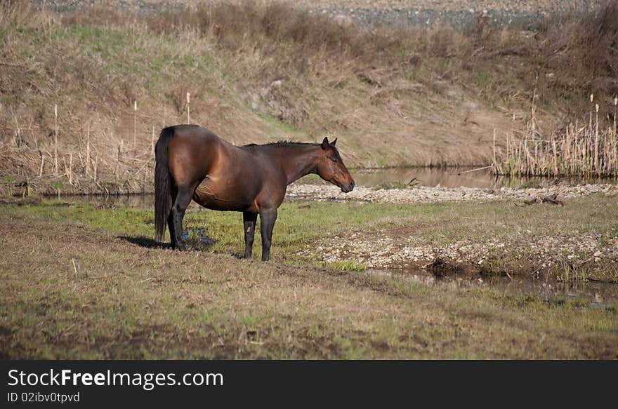 Bay quarter horse mare by creek