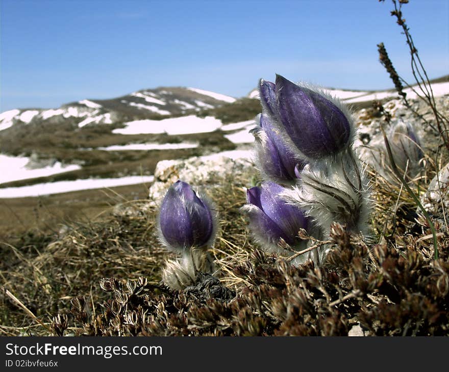 Dark blue flowers the Dream a grass in the Crimean mountains. Dark blue flowers the Dream a grass in the Crimean mountains.