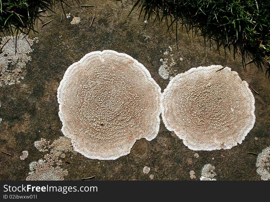 Lichen in close up on stone