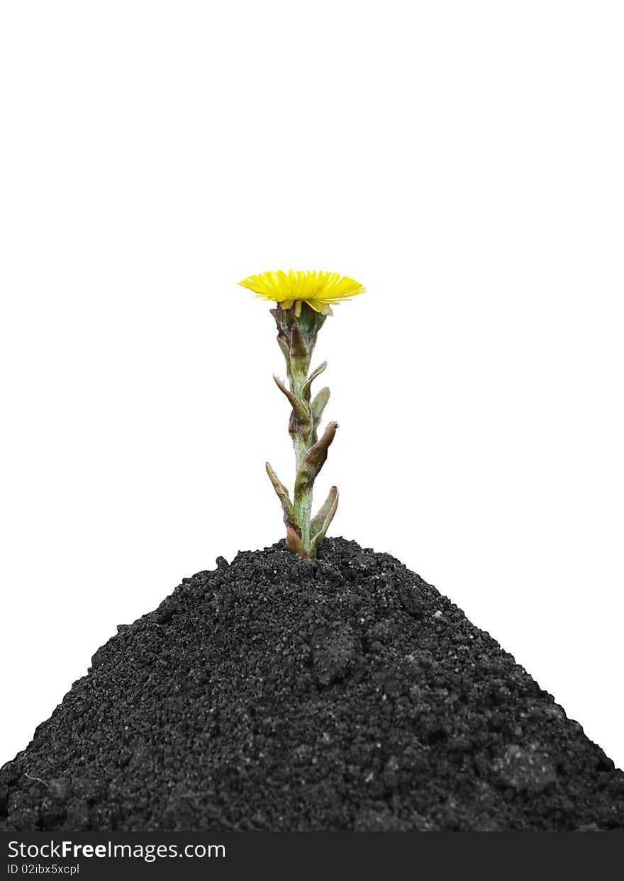 The yellow spring flower on a hillock from black soil on a white background close up is isolated. The yellow spring flower on a hillock from black soil on a white background close up is isolated