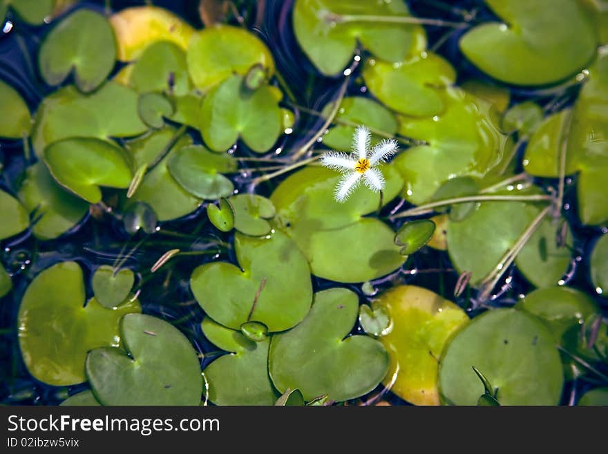 White water flower on the stalk among the leaves on the water