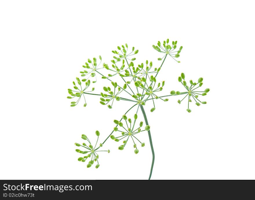 Close-up of dill