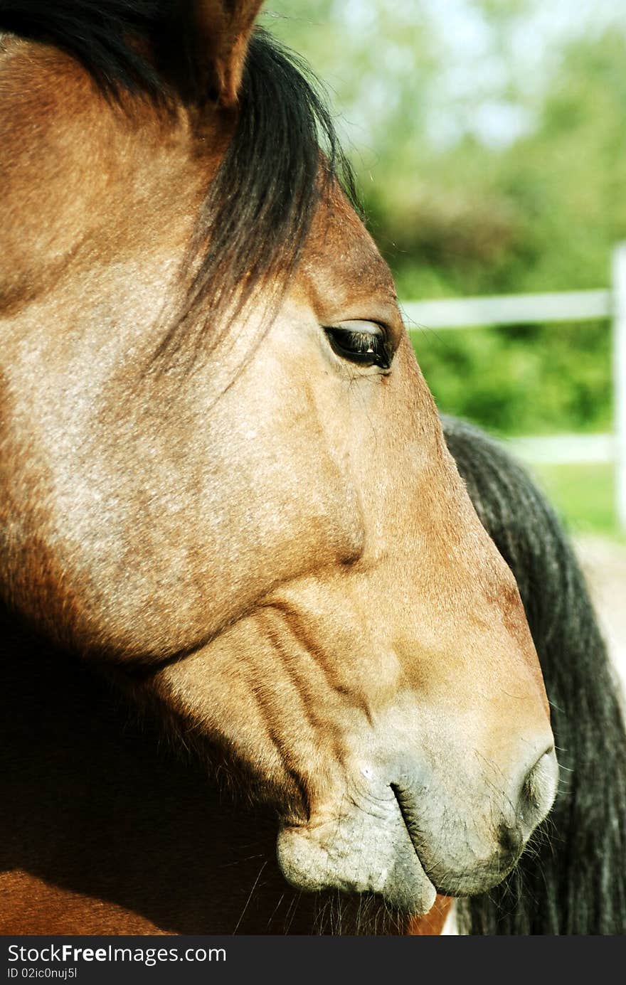 Horses head o a sunny day. Horses head o a sunny day