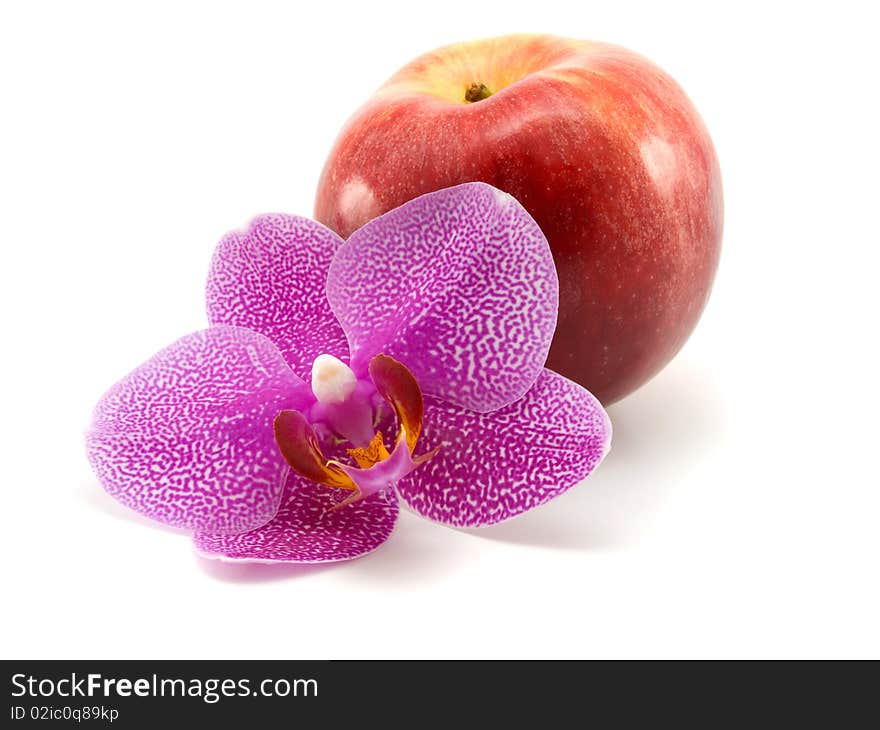 One  orchid  with red apple