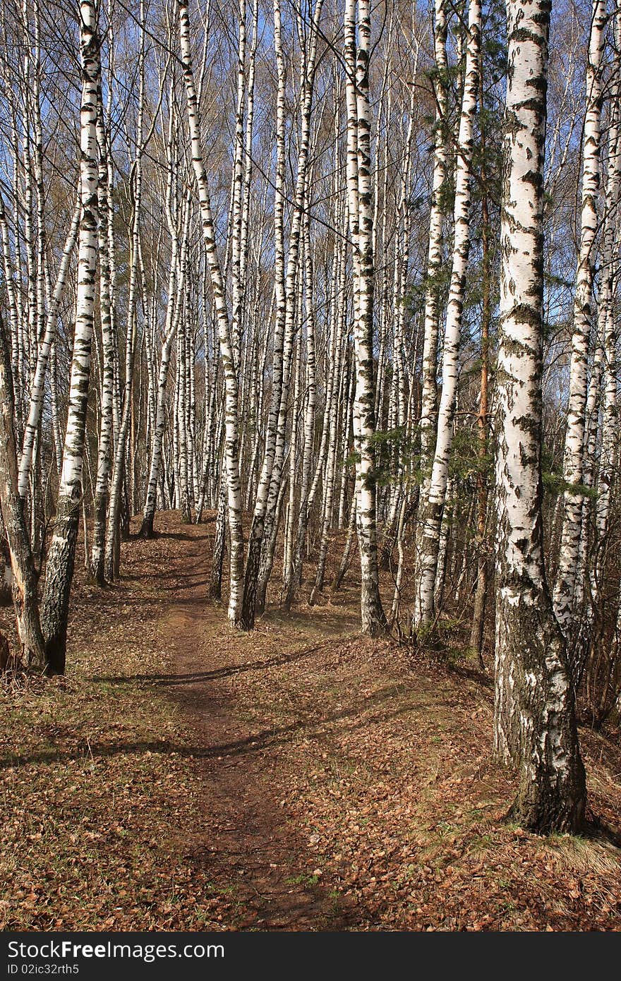 Birch wood in the early spring after rain