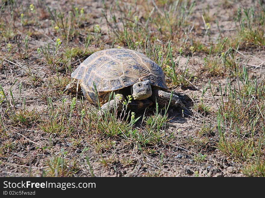 Old Tortoise on a ground