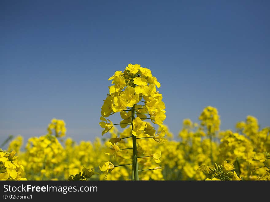 Rape field