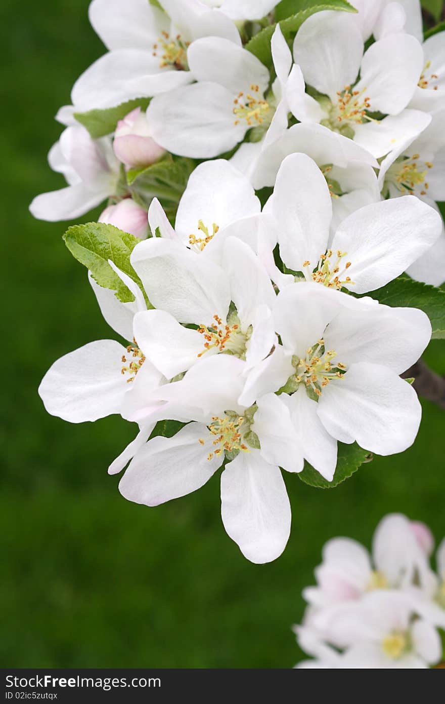 Apple Blossoms