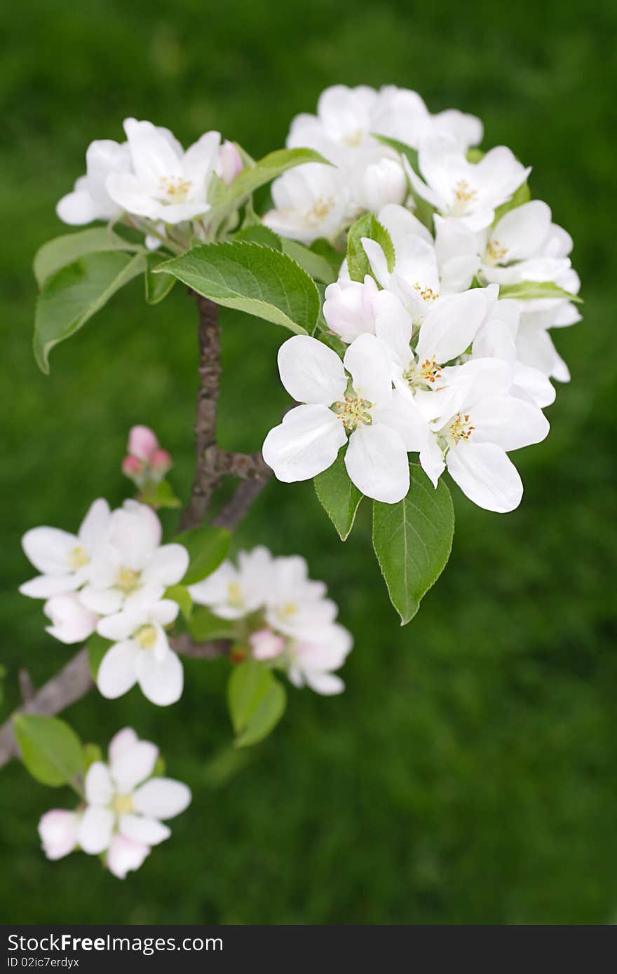 Apple blossoms