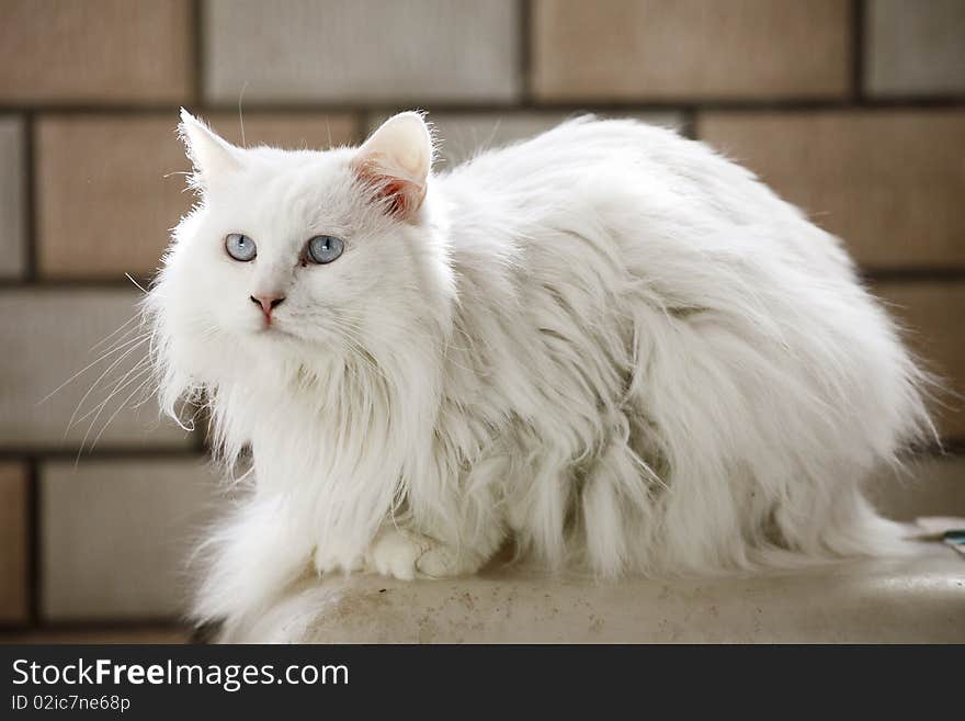 Cute white cat having a rest after dinner. Cute white cat having a rest after dinner.