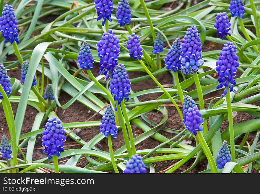 Muskary - a beautiful decorative flower. Blossoms in the spring. It is removed in Crimea