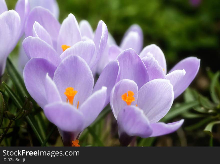 Lilac crocuses