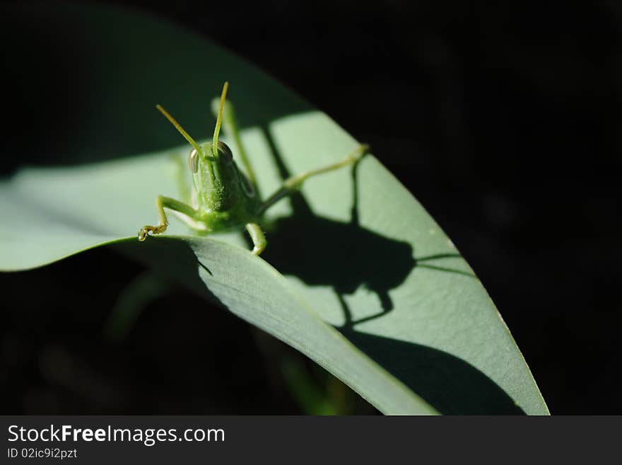 A green grasshopper on a leaf casting an interesting shadow.