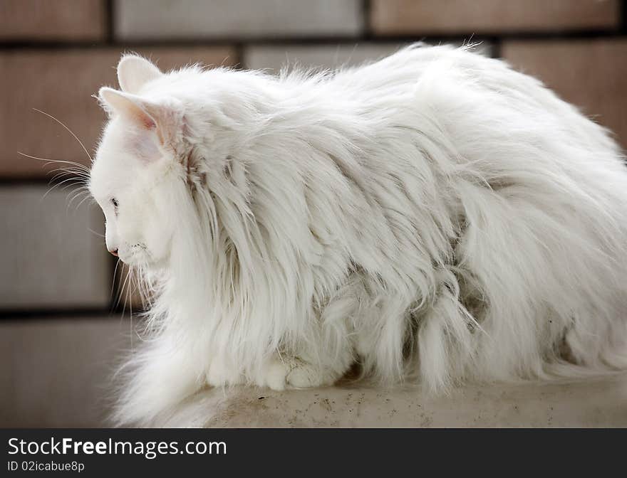 White cat indoor.