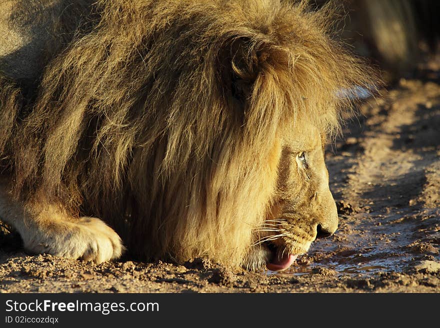 Lion drinking