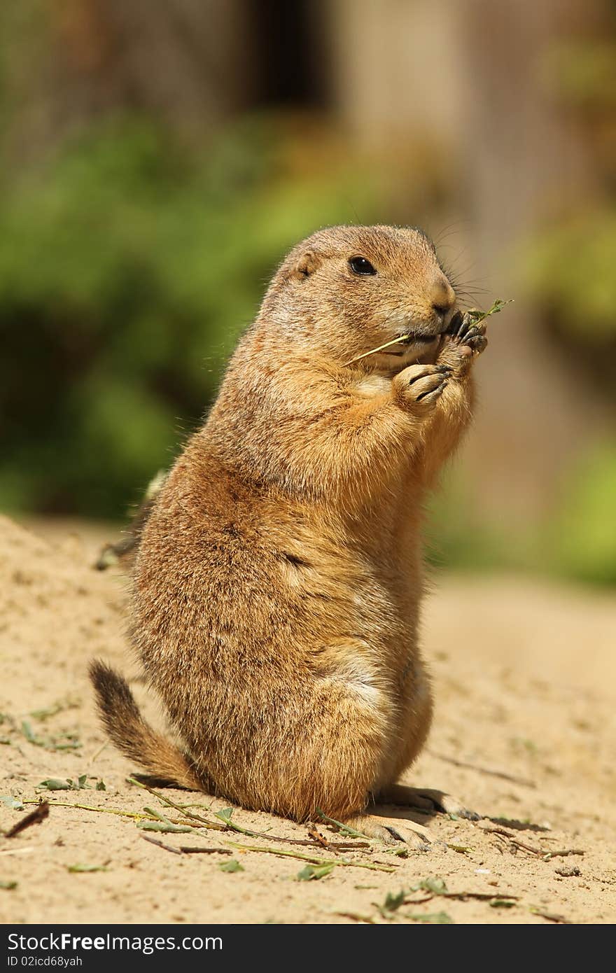 Prairie dog standing upright and eating a twig