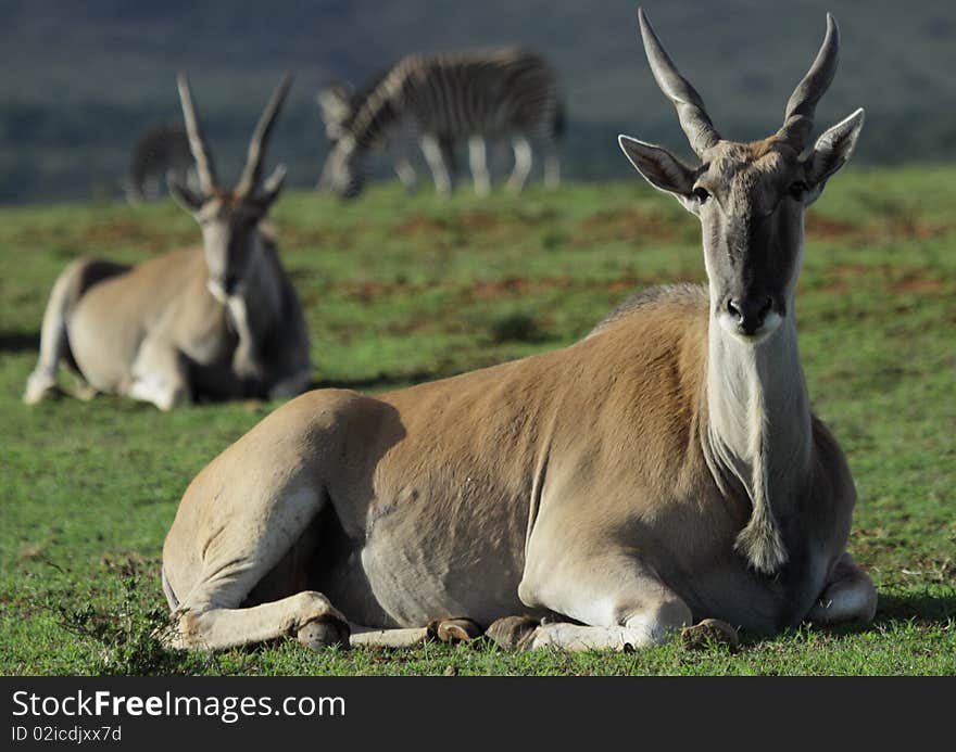 Large eland lying down with zebra in the backround.