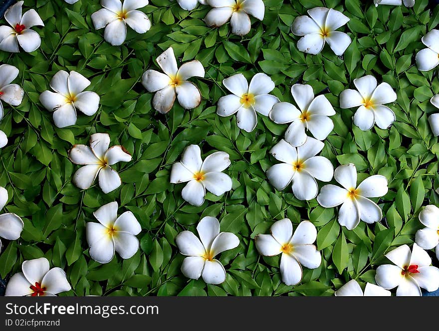 Plumeria White